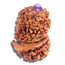 Load image into Gallery viewer, 14 Mukhi Nepalese Ganesh Rudraksha - Bead No. 335
