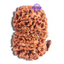 Load image into Gallery viewer, 14 Mukhi Nepalese Ganesh Rudraksha - Bead No. 335
