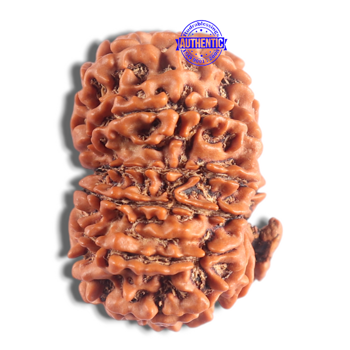 14 Mukhi Nepalese Ganesh Rudraksha - Bead No. 335
