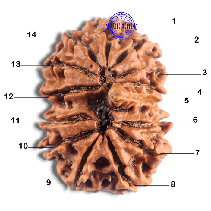 14 Mukhi Nepalese Ganesh Rudraaksha - Bead No. 336