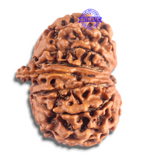 Load image into Gallery viewer, 14 Mukhi Nepalese Ganesh Rudraaksha - Bead No. 336
