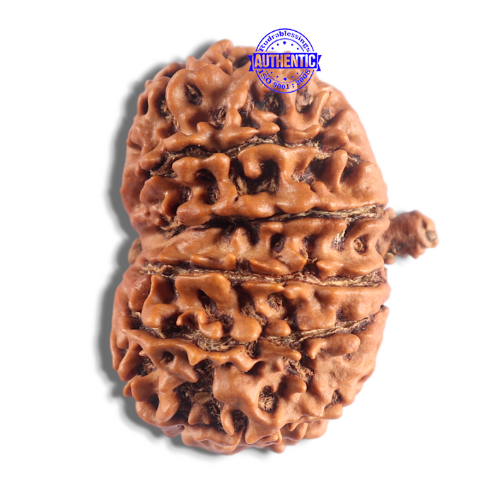 14 Mukhi Nepalese Ganesh Rudraaksha - Bead No. 336
