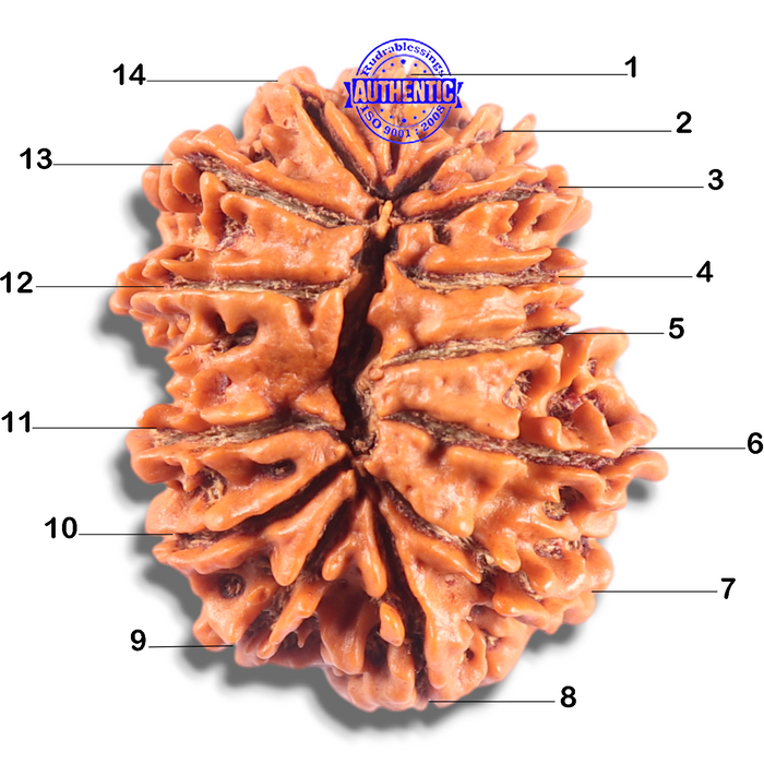 14 Mukhi Nepalese Rudraksha - Bead No. 348