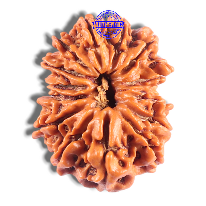 14 Mukhi Nepalese Rudraksha - Bead No. 348