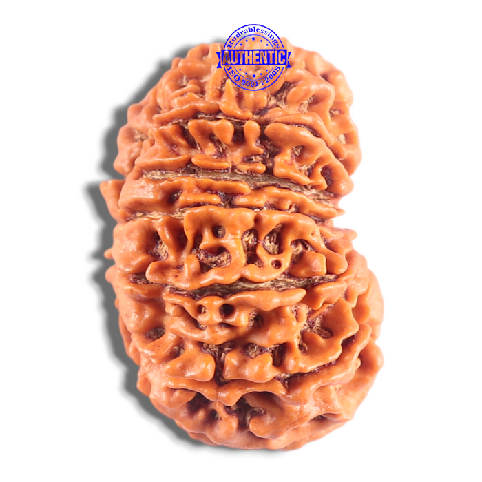14 Mukhi Nepalese Rudraksha - Bead No. 347