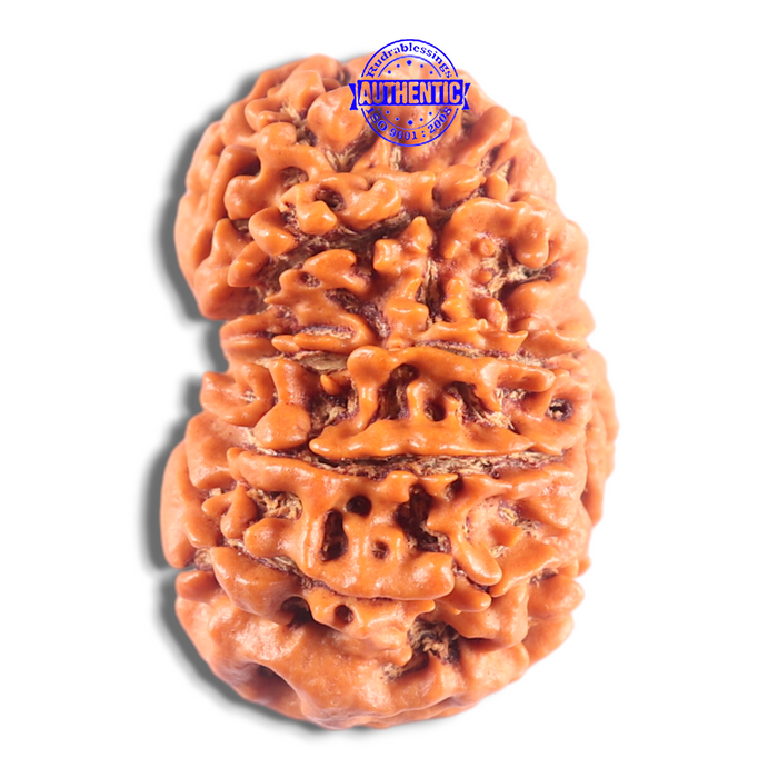 14 Mukhi Nepalese Rudraksha - Bead No. 348