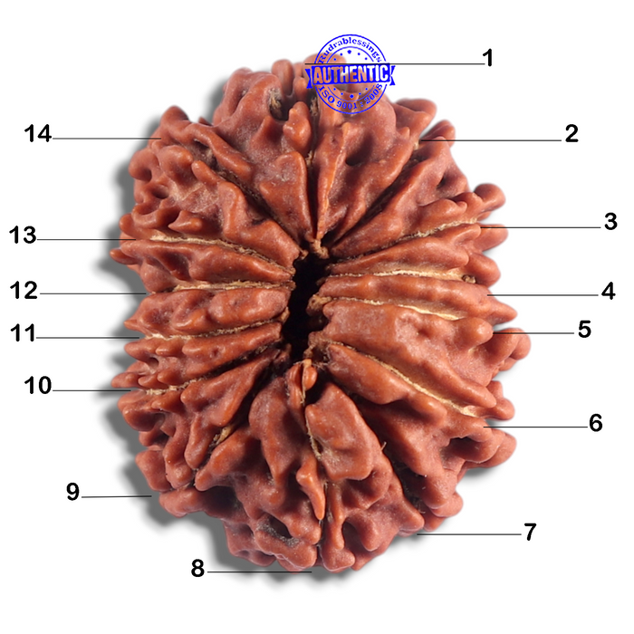 14 Mukhi Nepalese Rudraksha - Bead No. 359