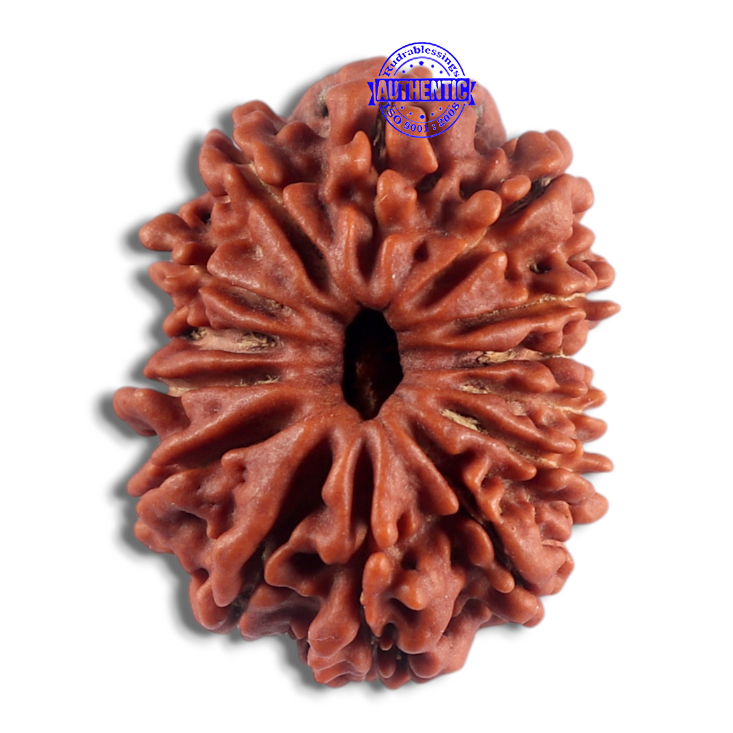 14 Mukhi Nepalese Rudraksha - Bead No. 359