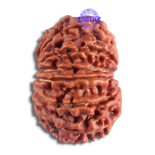 Load image into Gallery viewer, 14 Mukhi Nepalese Rudraksha - Bead No. 359
