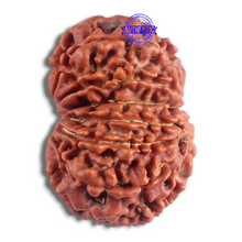 Load image into Gallery viewer, 14 Mukhi Nepalese Rudraksha - Bead No. 359
