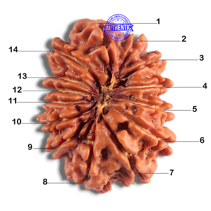 14 Mukhi Nepalese Rudraksha - Bead No. 364