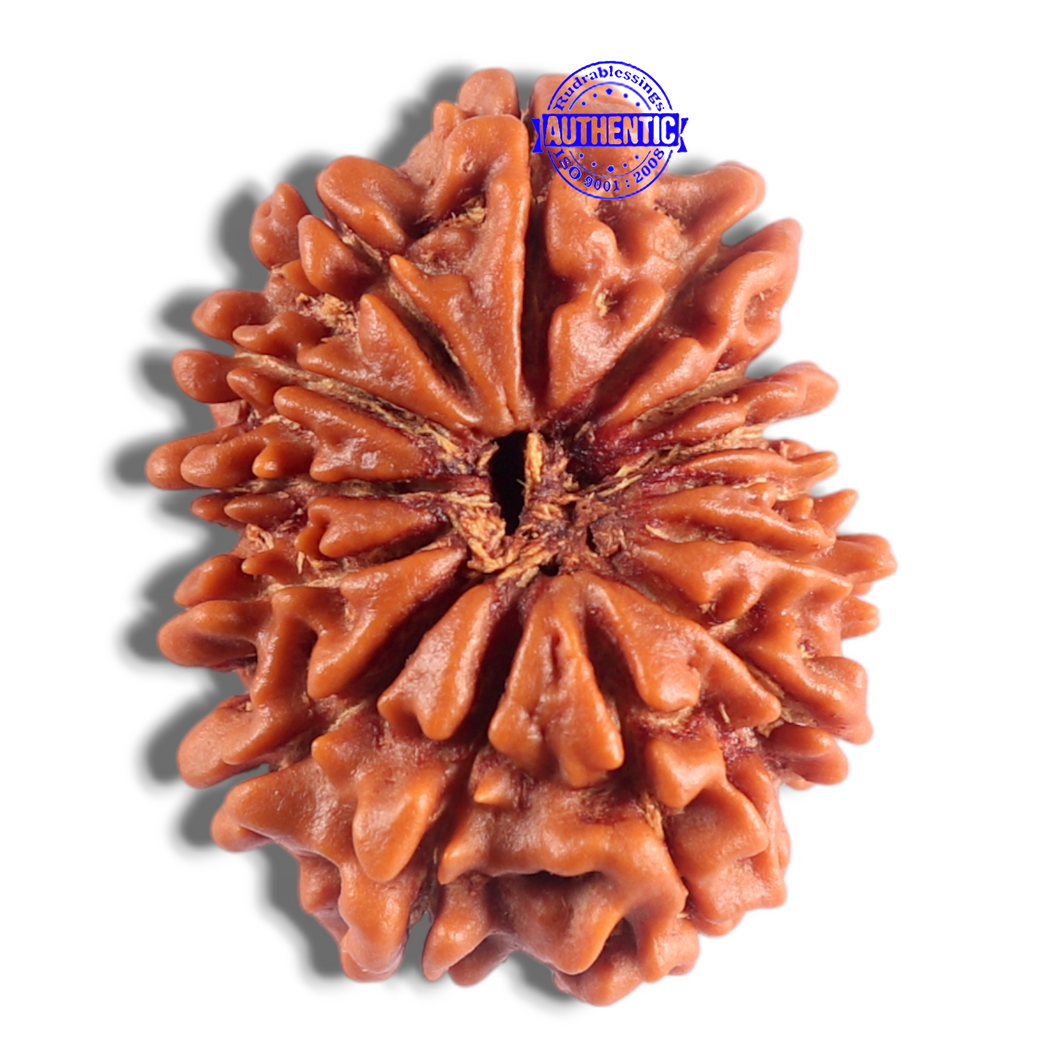 14 Mukhi Nepalese Rudraksha - Bead No. 364