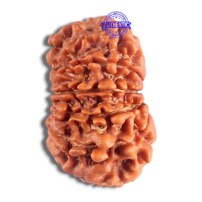 14 Mukhi Nepalese Rudraksha - Bead No. 364