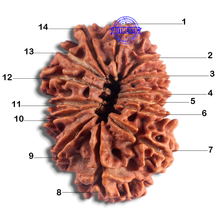 Load image into Gallery viewer, 14 Mukhi Nepalese Rudraksha - Bead No. 365
