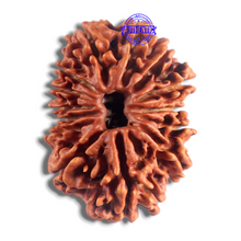 Load image into Gallery viewer, 14 Mukhi Nepalese Rudraksha - Bead No. 365
