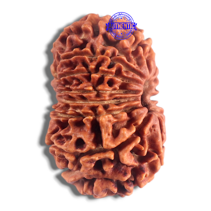 14 Mukhi Nepalese Rudraksha - Bead No. 365