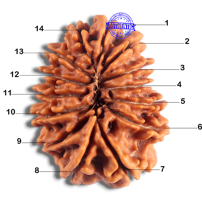 14 Mukhi Nepalese Rudraksha - Bead No. 366