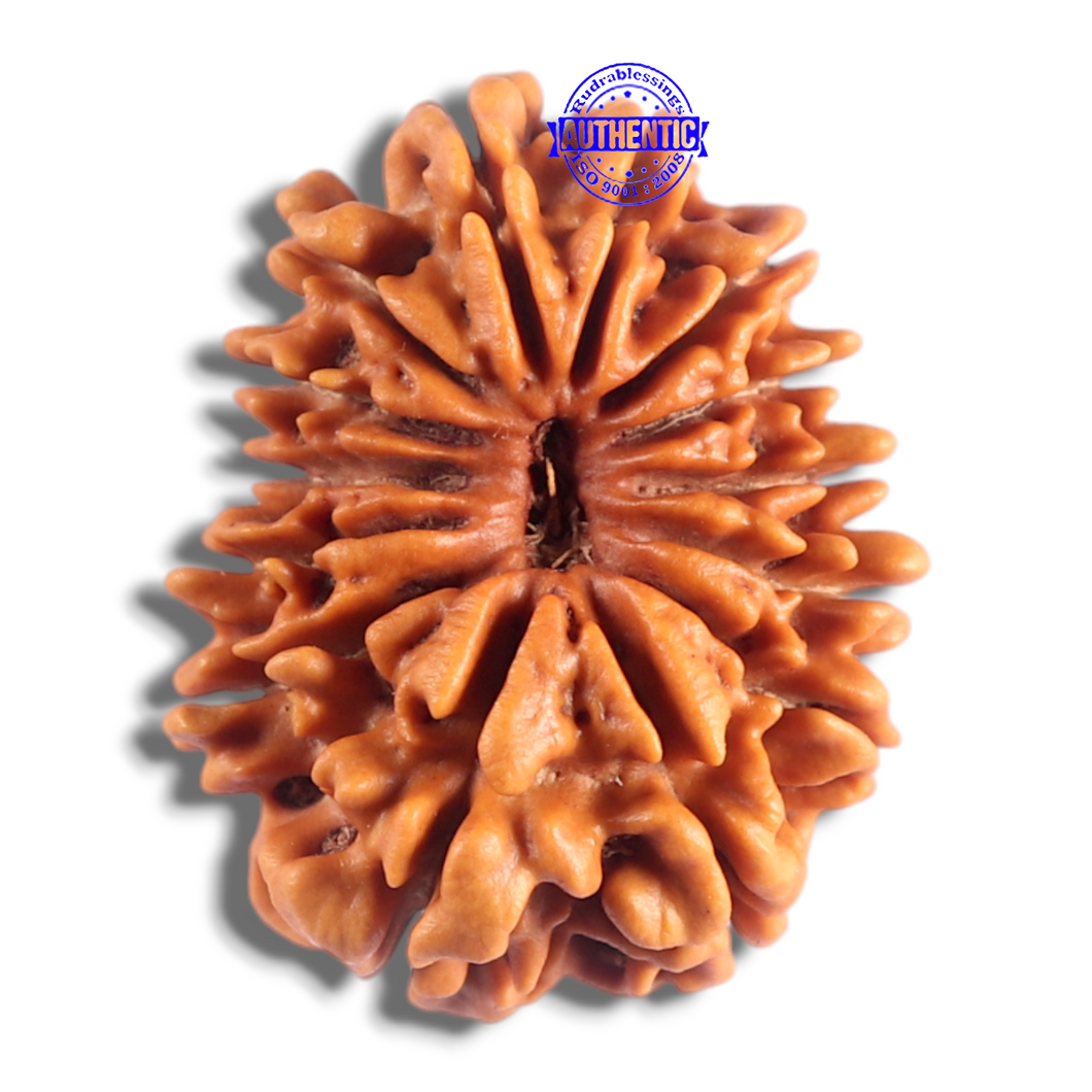 14 Mukhi Nepalese Rudraksha - Bead No. 366