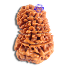 Load image into Gallery viewer, 14 Mukhi Nepalese Rudraksha - Bead No. 366
