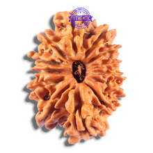 Load image into Gallery viewer, 14 Mukhi Nepalese Rudraksha - Bead No. 370
