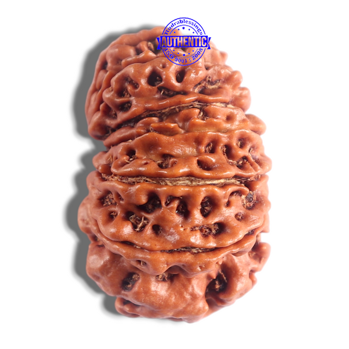 14 Mukhi Nepalese Rudraksha - Bead No. 378