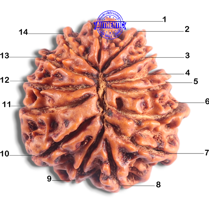 14 Mukhi Nepalese Rudraksha - Bead No. 379