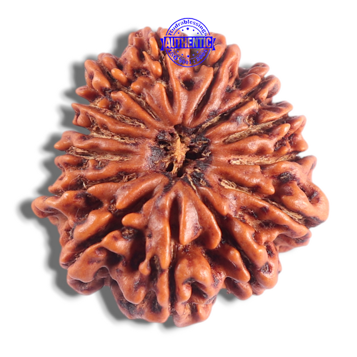 14 Mukhi Nepalese Rudraksha - Bead No. 379