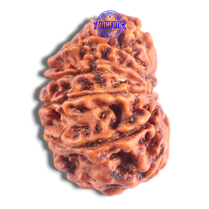 14 Mukhi Nepalese Rudraksha - Bead No. 379