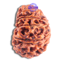 Load image into Gallery viewer, 14 Mukhi Nepalese Rudraksha - Bead No. 379
