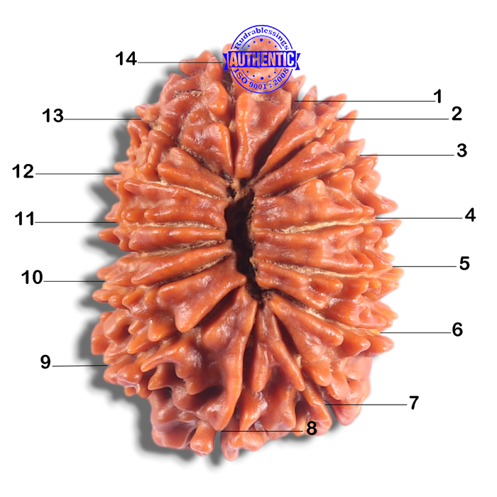 14 Mukhi Nepalese Rudraksha - Bead No. 380