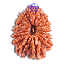 Load image into Gallery viewer, 14 Mukhi Nepalese Rudraksha - Bead No. 380
