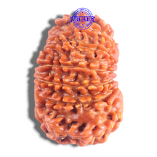 Load image into Gallery viewer, 14 Mukhi Nepalese Rudraksha - Bead No. 380

