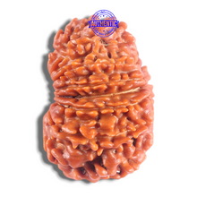 Load image into Gallery viewer, 14 Mukhi Nepalese Rudraksha - Bead No. 380
