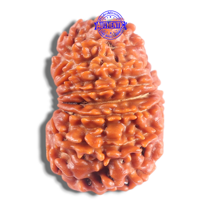 14 Mukhi Nepalese Rudraksha - Bead No. 380
