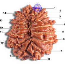 Load image into Gallery viewer, 14 Mukhi Nepalese Rudraksha - Bead No. 383
