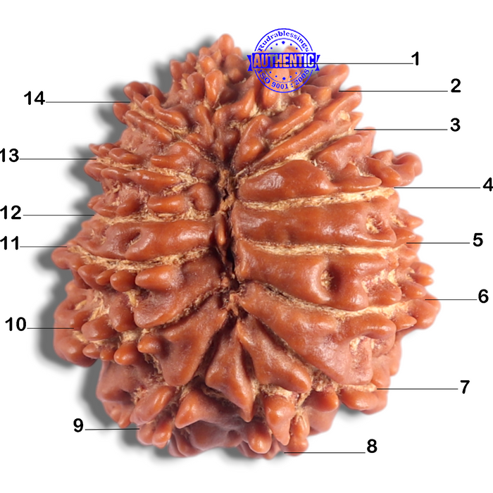 14 Mukhi Nepalese Rudraksha - Bead No. 383