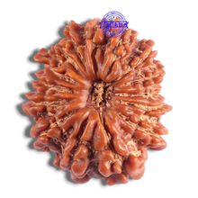 Load image into Gallery viewer, 14 Mukhi Nepalese Rudraksha - Bead No. 383
