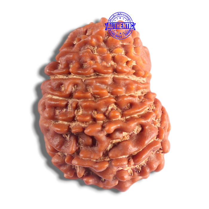 14 Mukhi Nepalese Rudraksha - Bead No. 383