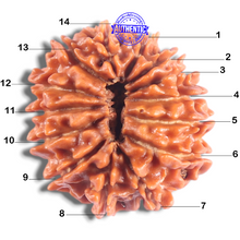 Load image into Gallery viewer, 14 Mukhi Nepalese Rudraksha - Bead No. 387
