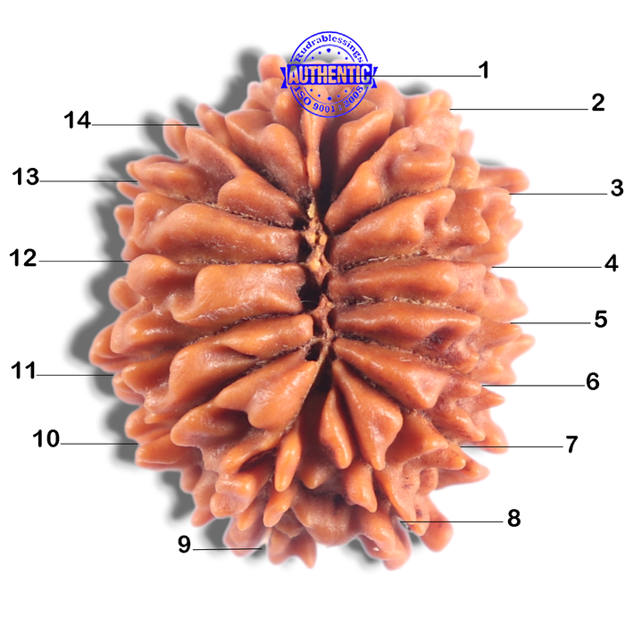 14 Mukhi Nepalese Rudraksha - Bead No. 388