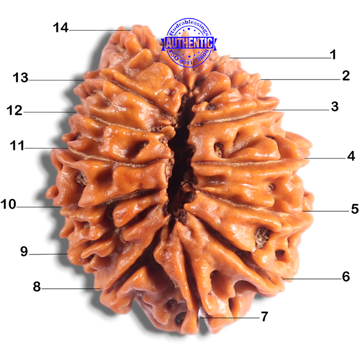 14 Mukhi Nepalese Rudraksha - Bead No. 392