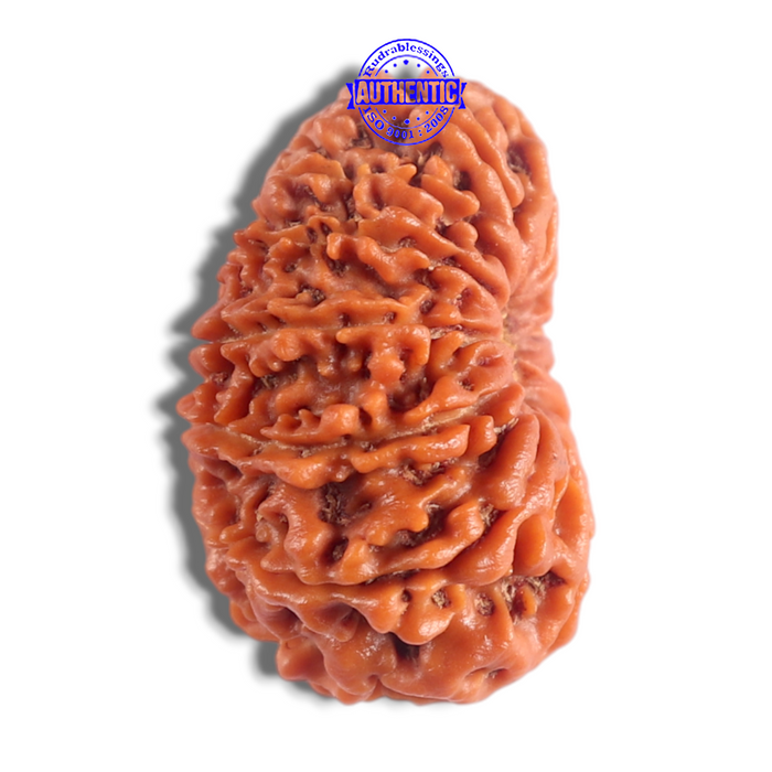 14 Mukhi Nepalese Rudraksha - Bead No. 393