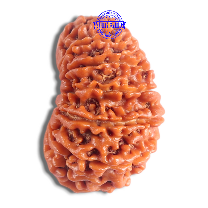 14 Mukhi Nepalese Rudraksha - Bead No. 393