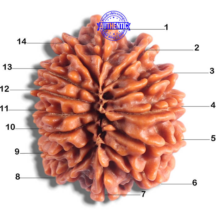 14 Mukhi Nepalese Rudraksha - Bead No. 395