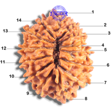 Load image into Gallery viewer, 14 Mukhi Nepalese Rudraksha - Bead No. 397
