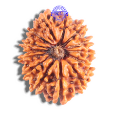 Load image into Gallery viewer, 14 Mukhi Nepalese Rudraksha - Bead No. 397
