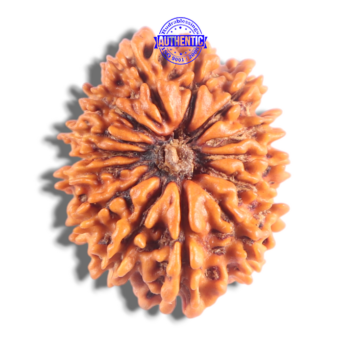 14 Mukhi Nepalese Rudraksha - Bead No. 397