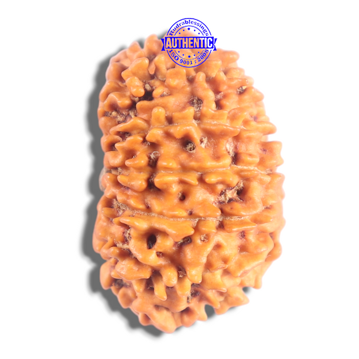 14 Mukhi Nepalese Rudraksha - Bead No. 397