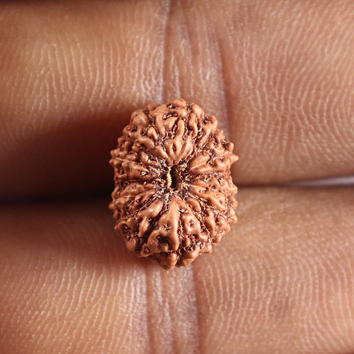 14 mukhi Indonesian Rudraksha -  Bead No.417