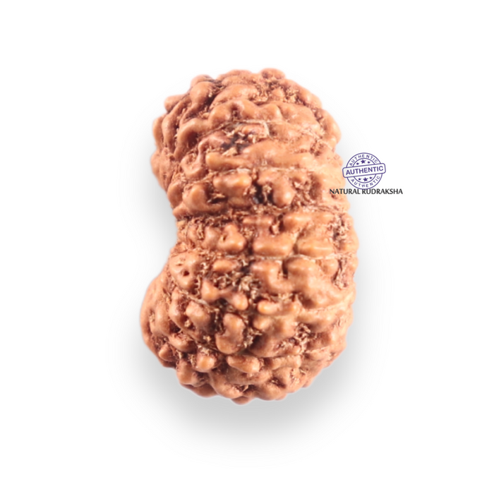14 mukhi Indonesian Rudraksha -  Bead No.417